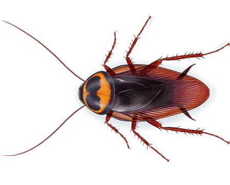 Australian Cockroach
