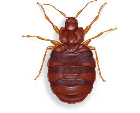 Bed Bug