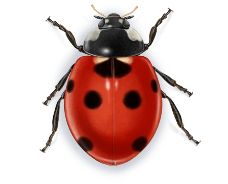 GRAIN PEST CONTROL & FUMIGATION