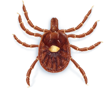 Lone Star Tick