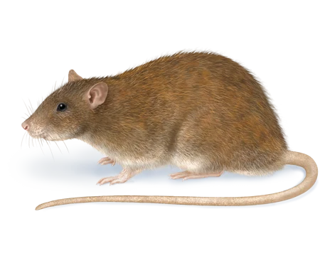 Norway Rat