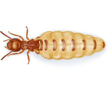 Queen Termite