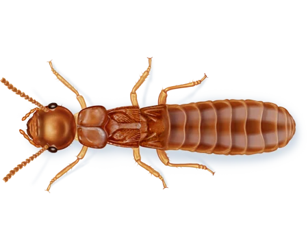 Subterranean Termite