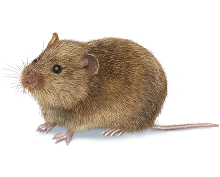 Vole