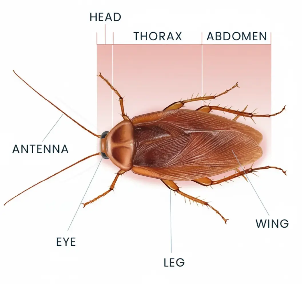 Cockroach Identification Guide by Insect Killer Pest Management Pakistan