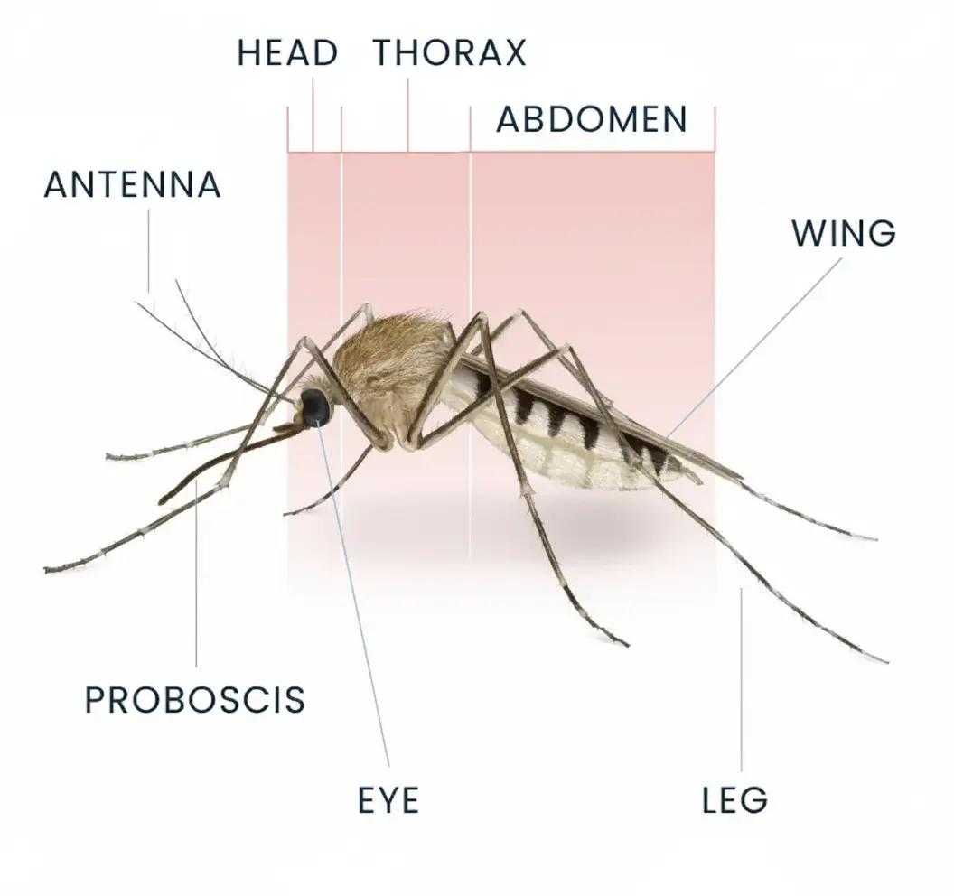 Mosquito Anatomy Diagram - Insect Killer